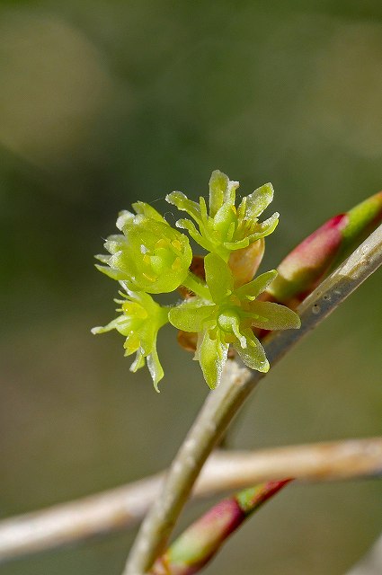 アブラチャンの雌花