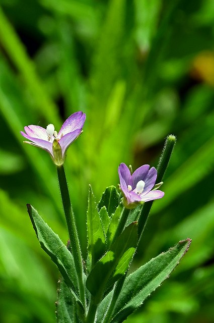 アカバナの花