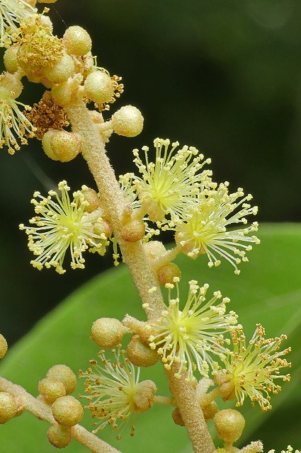 アカメガシワの雄花