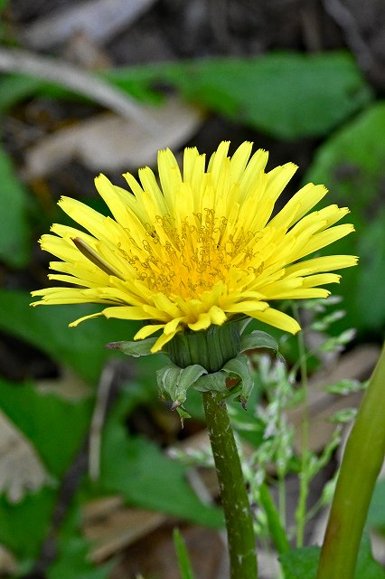 アカミタンポポの頭花