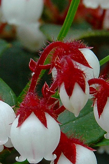 アカモノの花柄の小苞