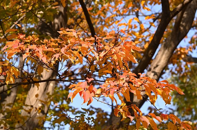 アカシデの紅葉-2