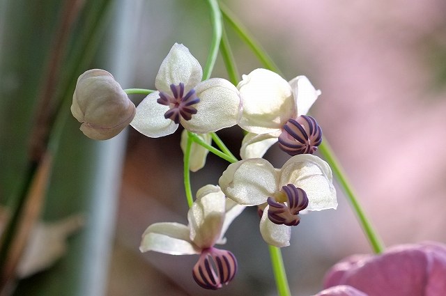 アケビの雄花