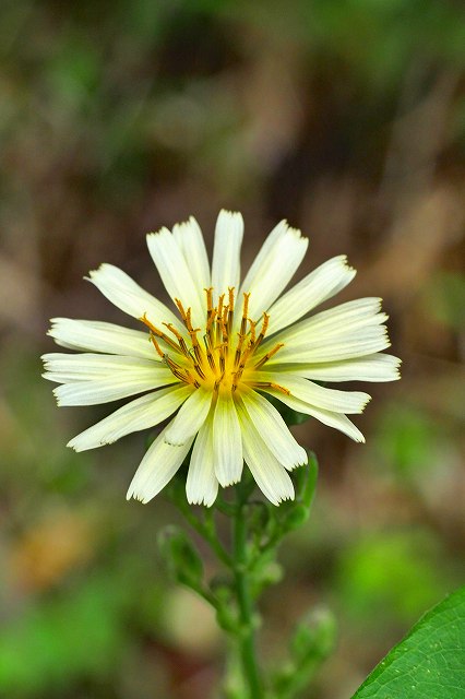 アキノノゲシの頭花