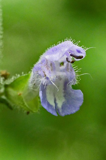 アキノタムラソウの花