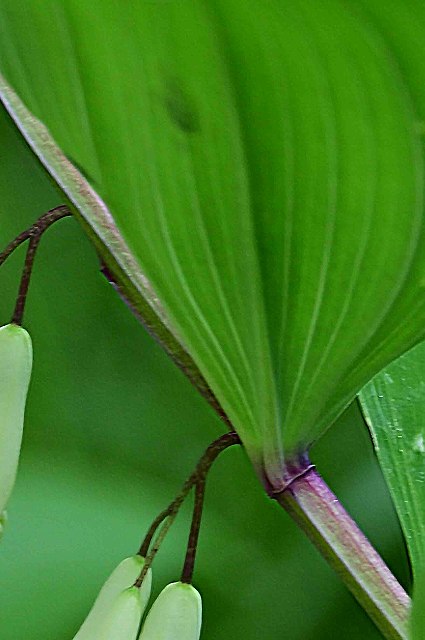 アマドコロの茎