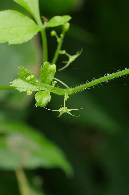 アマチャヅルの雄花