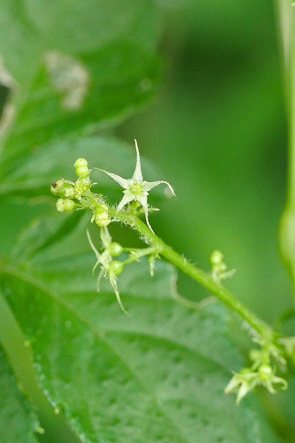 アマチャヅルの雌花