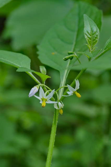 アメリカイヌホオズキの花