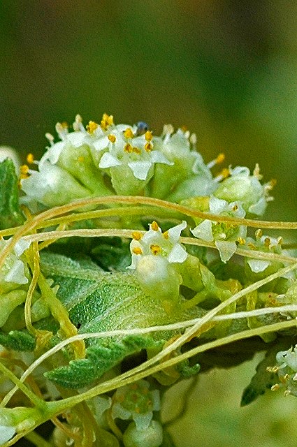 アメリカネナシカズラの花