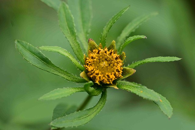 アメリカセンダングサの頭花-2