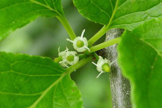 アオハダの花