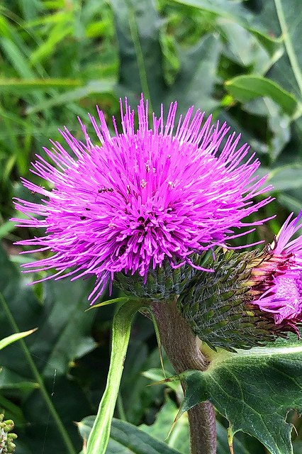 アオモリアザミの頭花