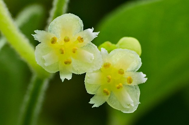 アオツヅラフジの花