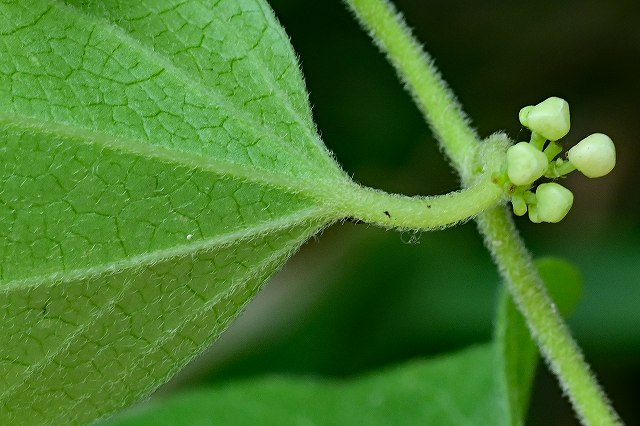 アオツヅラフジの茎と葉柄