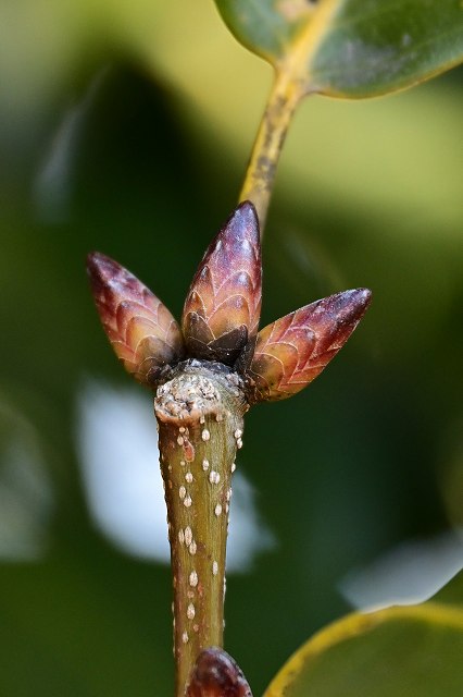 アラカシの冬芽