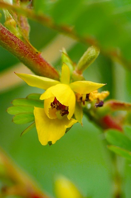 アレチケツメイの花