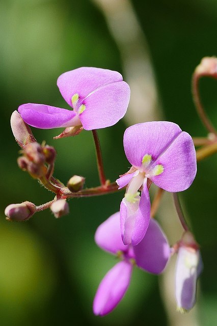 アレチヌスビトハギの花