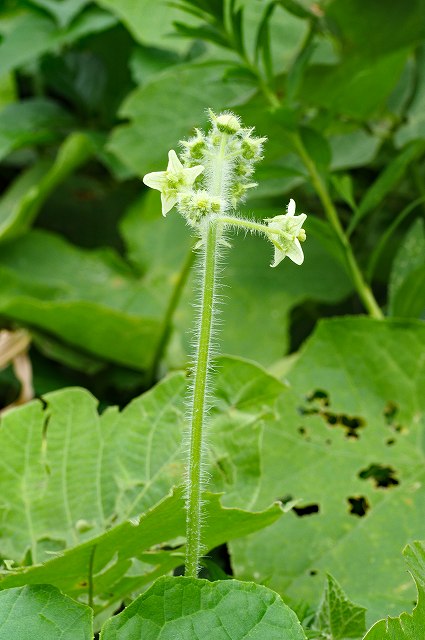 アレチウリの雄花序