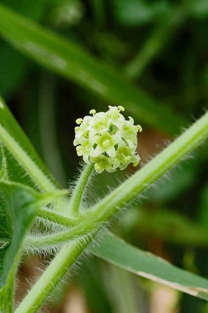 アレチウリの雌花序