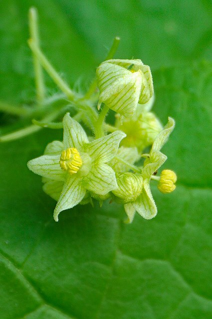 アレチウリの雄花