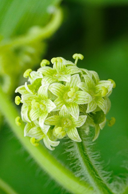 アレチウリの雌花