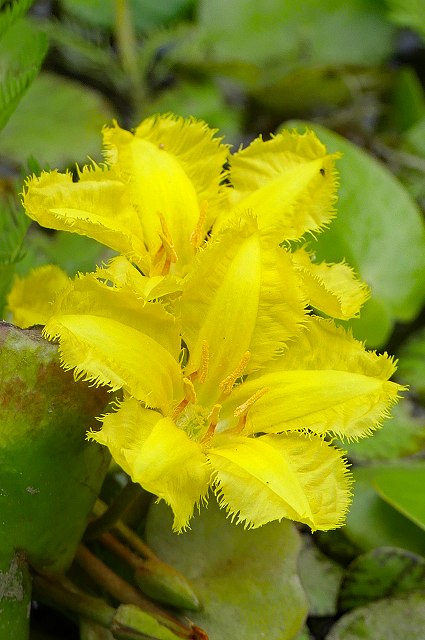 アサザの花