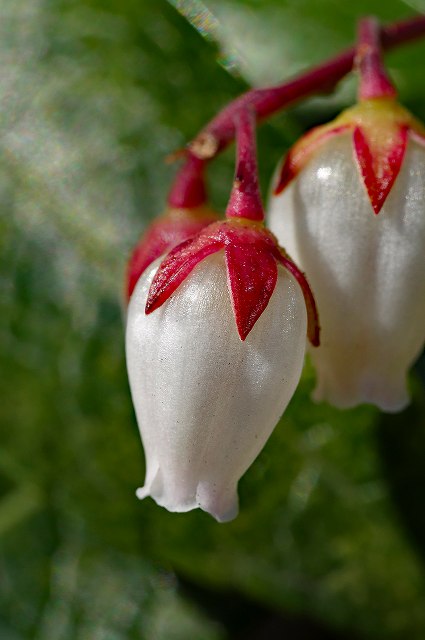 アセビの花