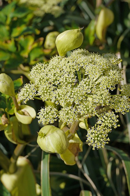 アシタバの花序