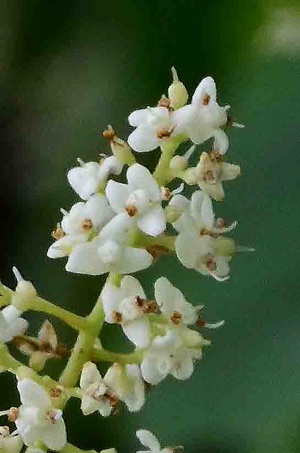 アワブキの花