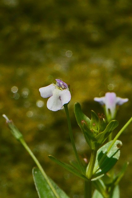 アゼナの花