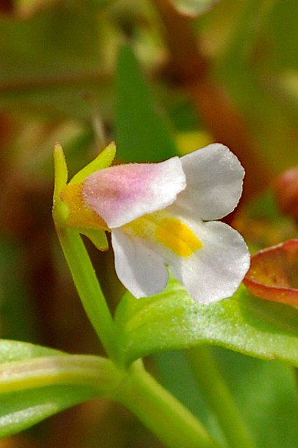 アゼトウガラシの花