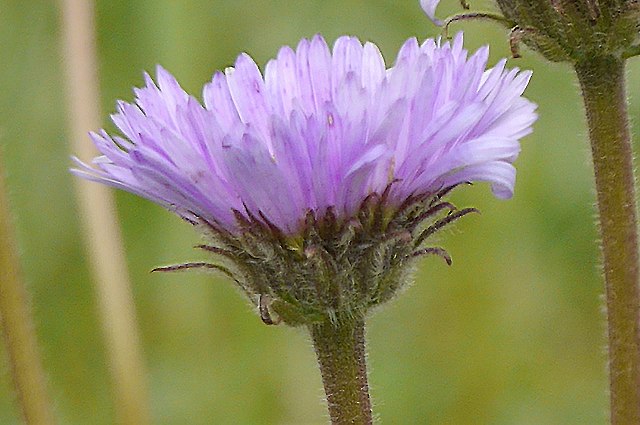 アズマギクの頭花-2