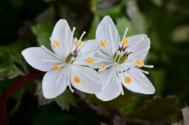 バイカオウレンの花-2