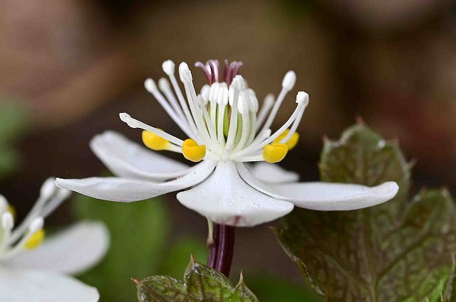 バイカオウレンの花-3