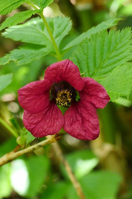 ベニバナイチゴの花