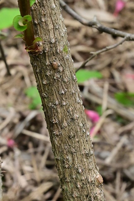 ベニバナニシキウツギの樹皮
