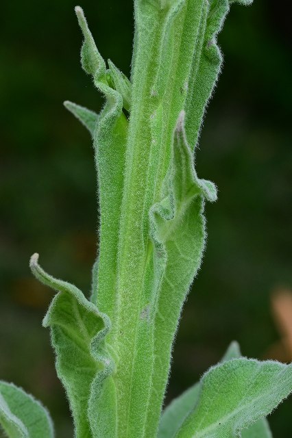 ビロードモウズイカの茎