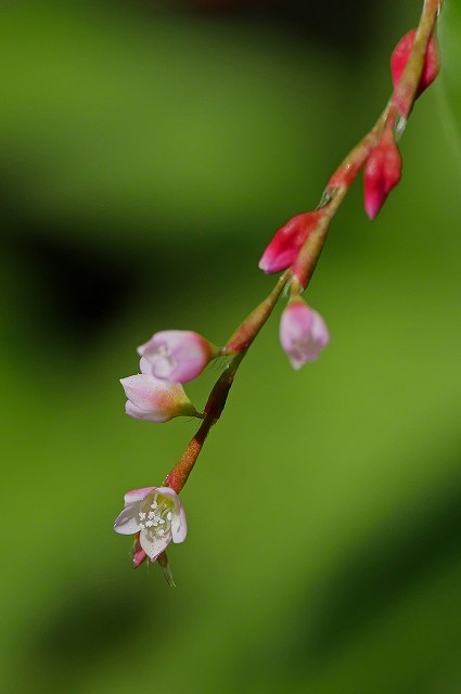 ボントクタデの花