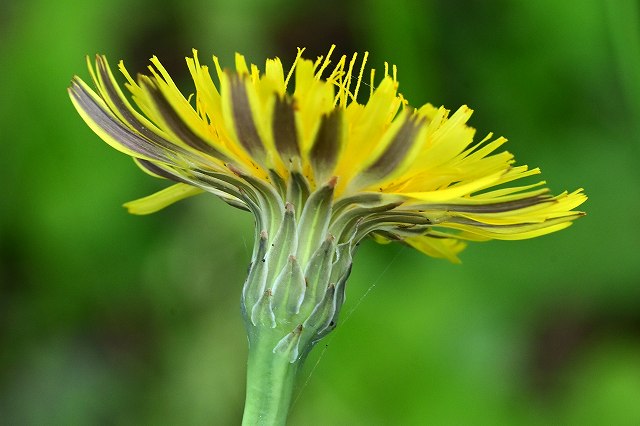 ブタナの花