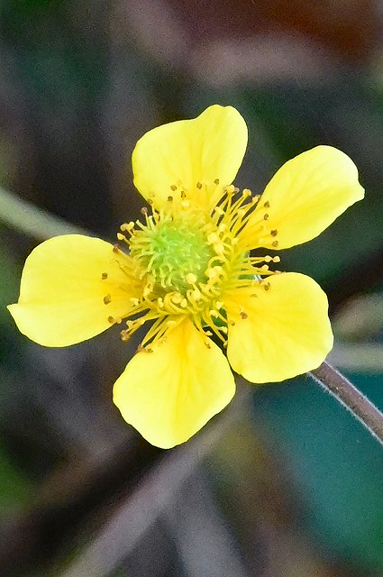 ダイコンソウの花