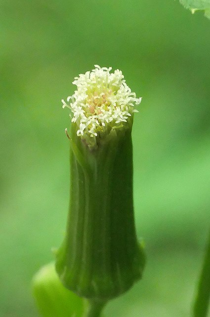 ダンドボロギクの頭花