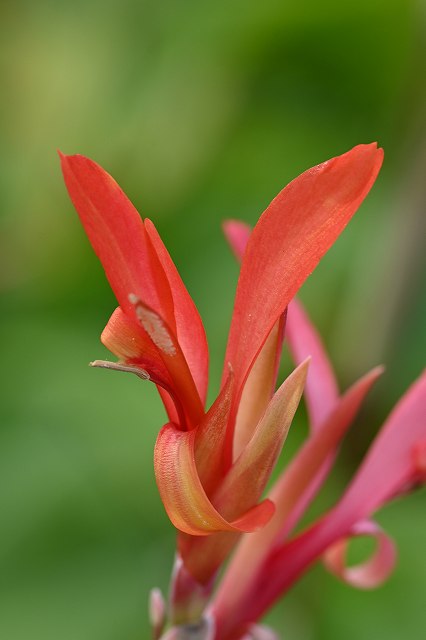 ダンドクの花