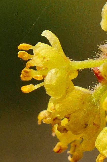 ダンコウバイの雄花