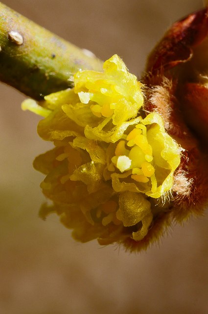 ダンコウバイの雌花