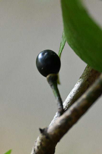 ダンコウバイの果実