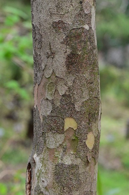 ドウダンツツジの樹皮