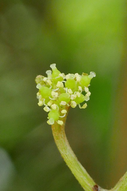 エビヅルの両性花