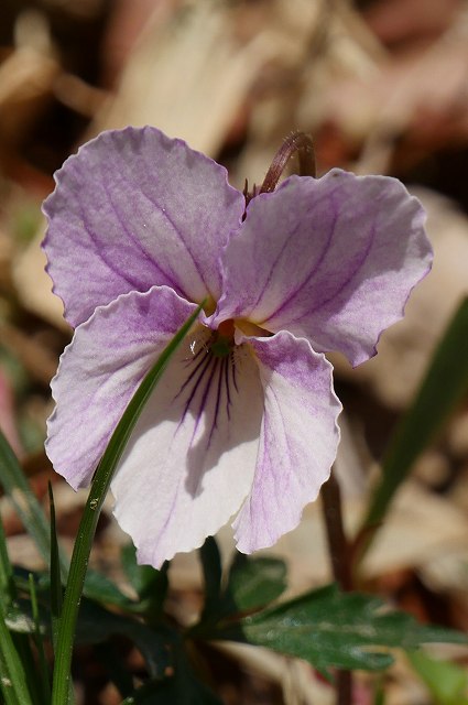 エイザンスミレの花