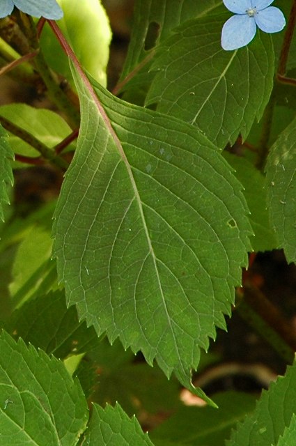 エゾアジサイの葉